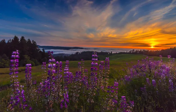 Field, forest, summer, the sky, the sun, clouds, landscape, sunset