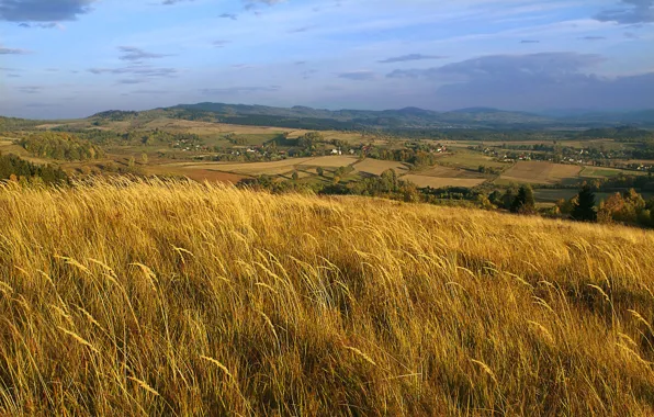 Picture field, ears, Poland