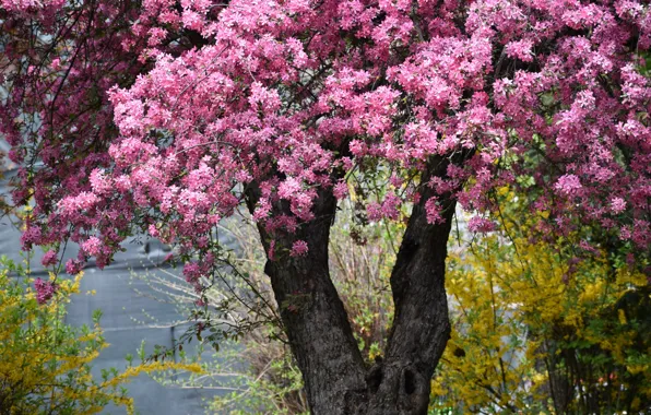 Picture yellow, trees, flowers, Apple, forsythia, Park, Apple blossoms, nature