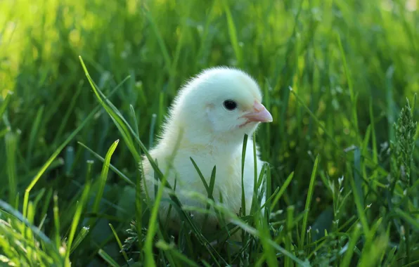 Greens, grass, bird, baby, chicken, chick, chick