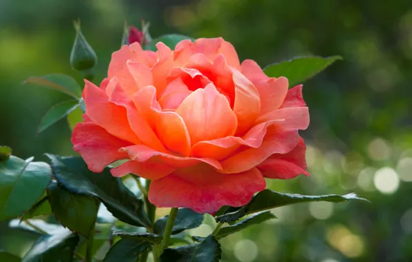 Rose, beauty, lush