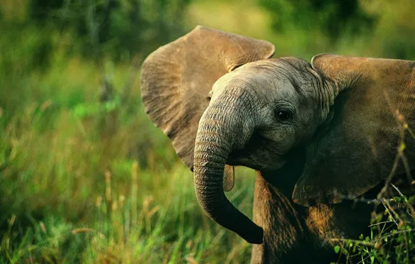 GRASS, GREENS, ELEPHANT, HEAD, EARS, TRUNK, BABY