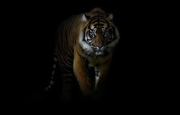 Picture look, tiger, paws, walk, black background, sneaks