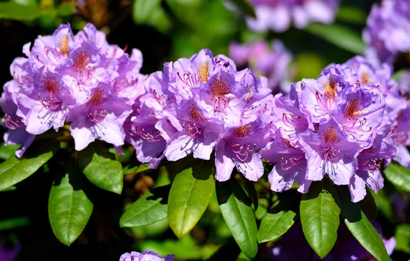 Leaves, light, flowers, Bush, spring, pink, flowering, inflorescence