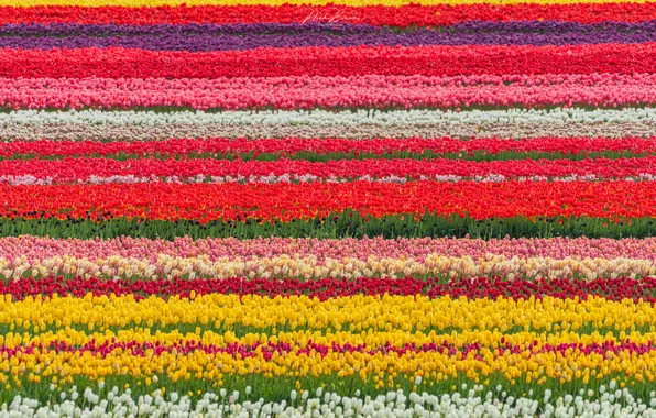 Field, flowers, strip, spring, yellow, tulips, red, pink