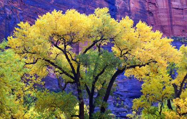 Autumn, trees, mountains, rocks, Utah, USA, zion national park