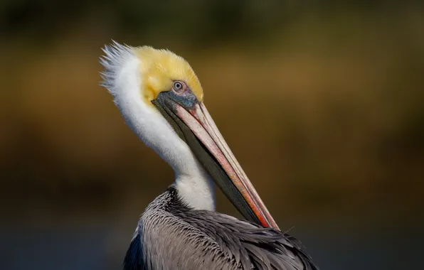 Pasadena, Horsepen Bayou, Brown Pelican