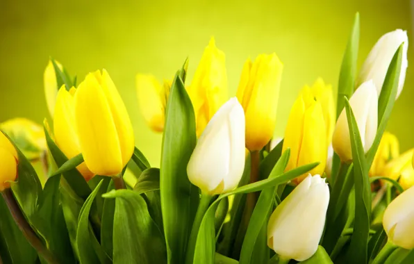 Leaves, flowers, yellow, tulips, white, white, buds, yellow