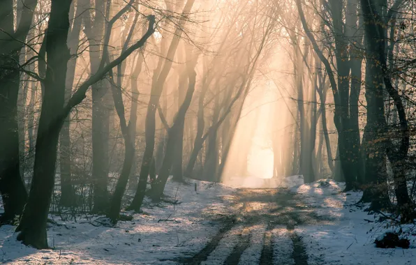 Picture winter, road, forest