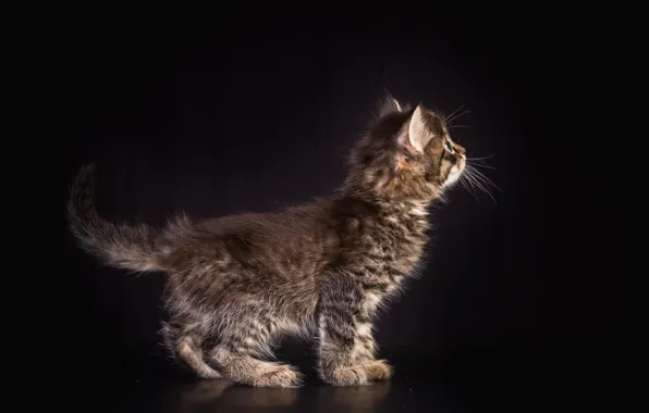 Background, kitty, pussy