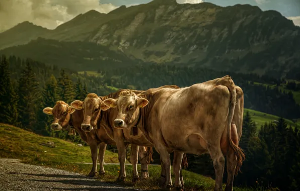 Picture landscape, mountains, treatment, cows