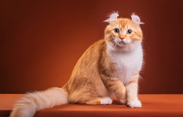 Cat, cat, look, pose, kitty, paws, fluffy, red