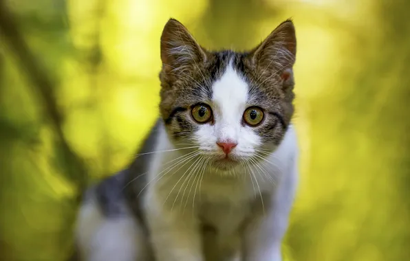 Cat, look, face, nature, pose, kitty, portrait, green background