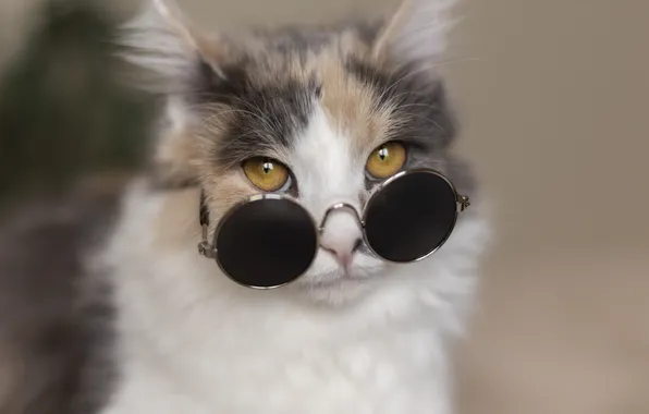 Cat, cat, look, pose, portrait, blur, glasses, face