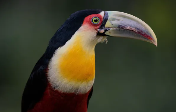 Background, bird, beak, Toucan, The red-breasted Toucan