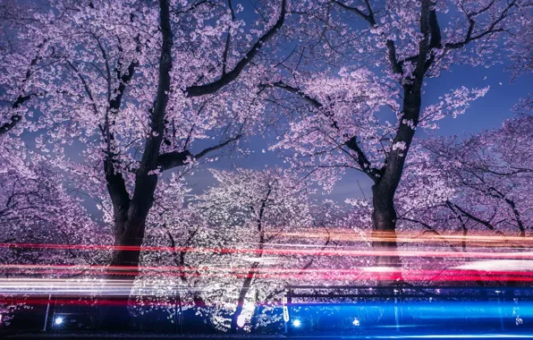 Picture light, flowers, night, spring, the evening, excerpt, Sakura