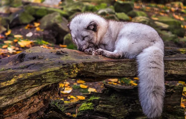 Picture autumn, grey, foliage, sleep, sleeping, lies, snag, Fox