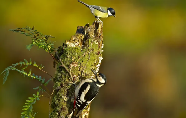 Branches, nature, tree, Birds