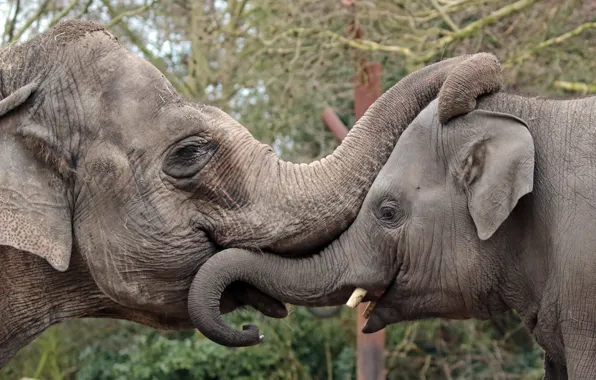Elephant, ears, trunk