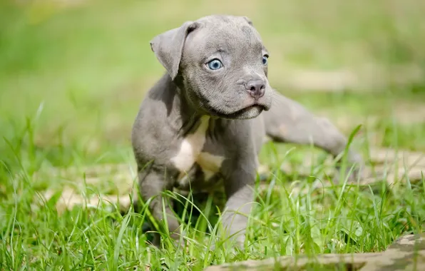 Nature, dog, puppy