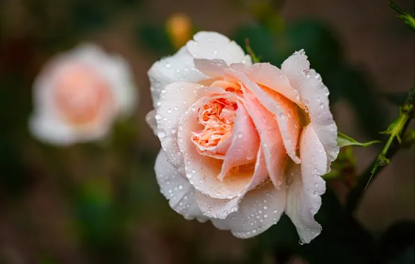 Flower, drops, macro, rose, orange, cream