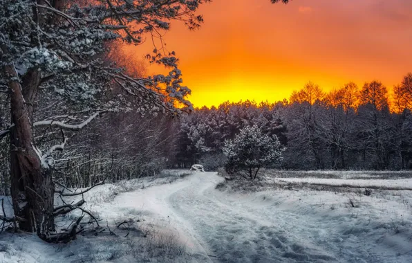 Picture winter, forest, sunset
