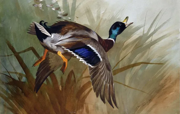 Grass, Bird, Flight, Picture, Wings, Archibald Thorburn, Archibald Thorburn,, Scottish painter