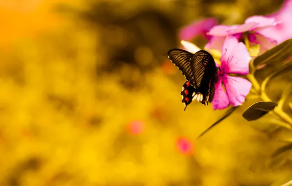 Picture flower, pink, butterfly, flower, pink, butterfly