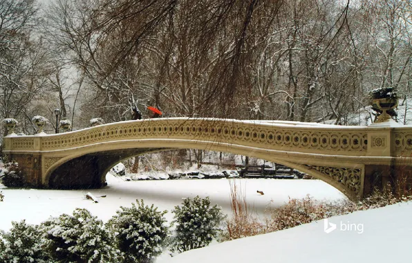 Picture winter, snow, trees, people, the bridge, New York, the bushes, New York