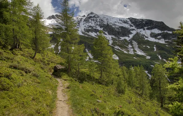 Grass, clouds, snow, trees, mountains, path