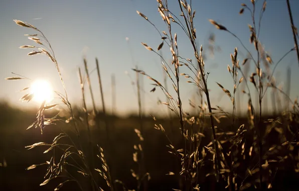 Picture field, summer, the sun, rays, spikelets, grass