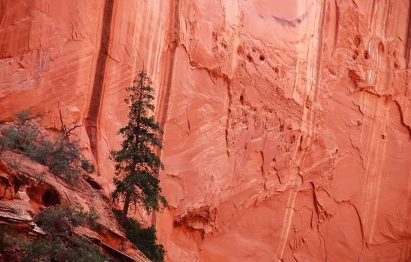 Nature, rock, tree
