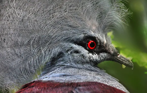 Bird, feathers, beak, exotic, crowned pigeon