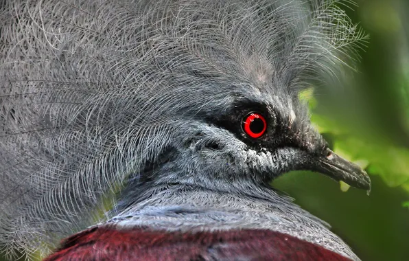 Picture bird, feathers, beak, exotic, crowned pigeon