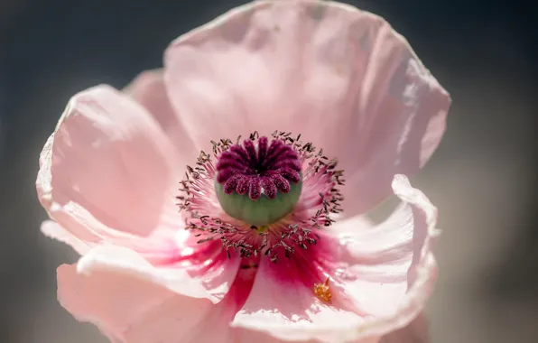 Picture flower, macro, Mac pink