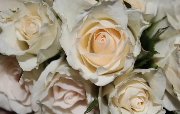 Picture roses, bouquet, rose, white, white, flower