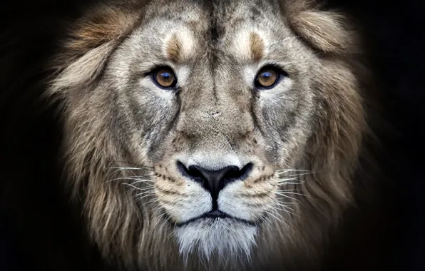 Picture eyes, fur, leon