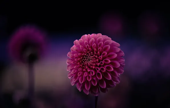 Picture flower, purple, macro, background, focus, petals, raspberry, Dahlia