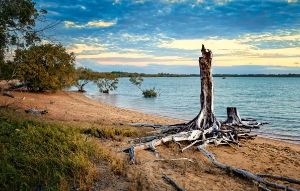 Sand, beach, the sky, grass, clouds, roots, shore, stump