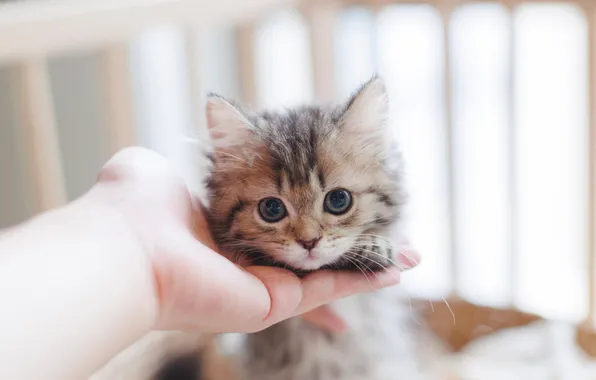 Cat, look, pose, kitty, cute, face, light background