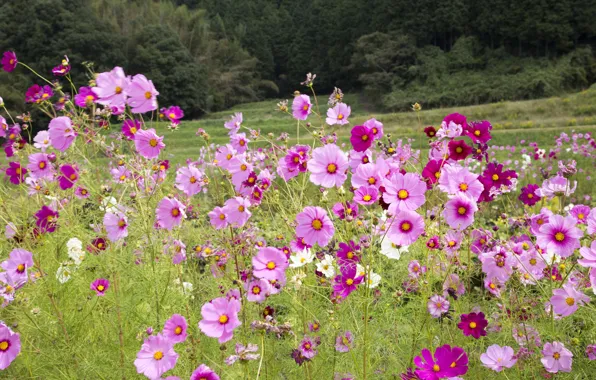 Picture field, nature, petals, kosmeya