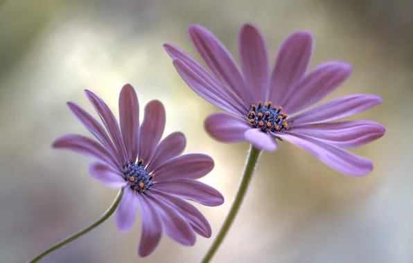 Picture macro, nature, paint, plant, petals, stem, pair
