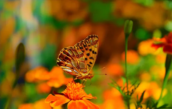 Picture Macro, Flowers, Butterfly, Flowers, Macro, Butterfly