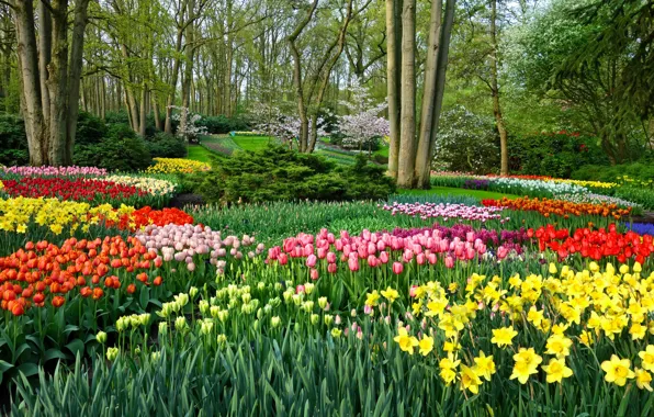 Park, garden, tulips, Netherlands