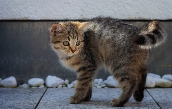 Picture on the street, scared, tabby kitten