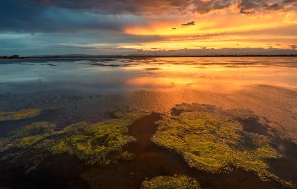 Greens, the sky, water, clouds, light, algae, sunset, reflection