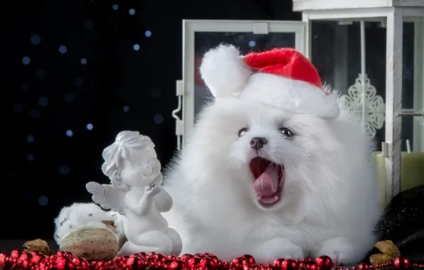 Picture dog, beads, figurine, cap, angel, Spitz