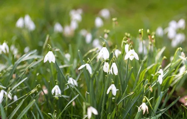 Grass, leaves, flowers, glade, blur, spring, snowdrops, white
