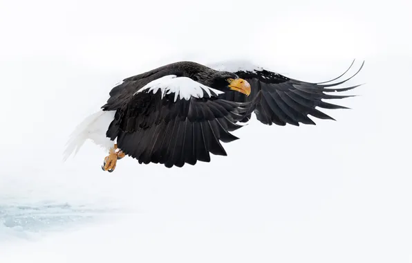 White, flight, snow, eagle