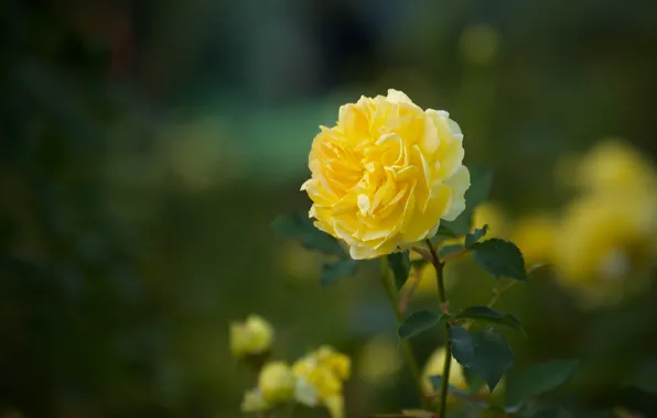 Roses, bokeh, yellow rose